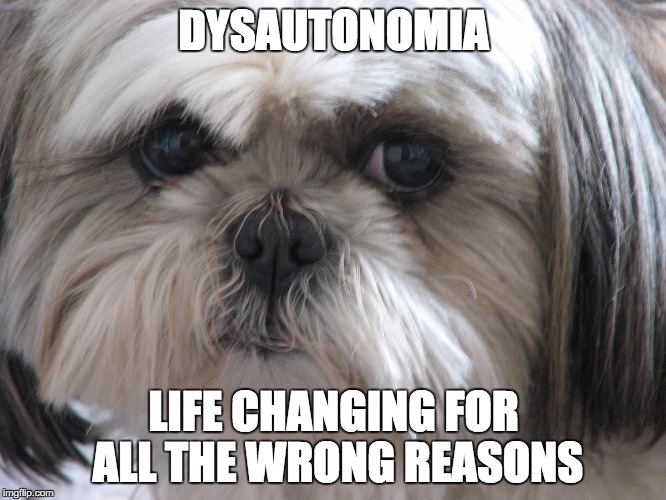 Dysautonomia Dog | DYSAUTONOMIA LIFE CHANGING FOR ALL THE WRONG REASONS | image tagged in dysautonomia dog | made w/ Imgflip meme maker