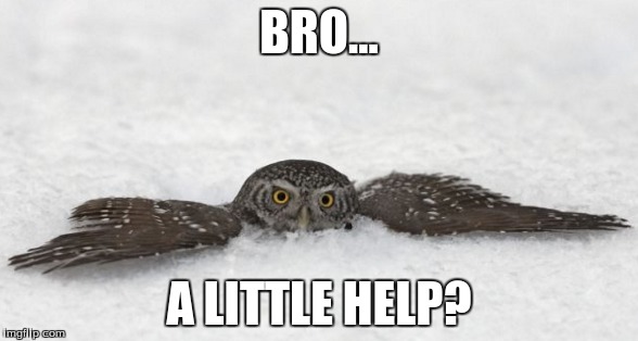 Dude, the owl's stuck. HELP HIM. | BRO... A LITTLE HELP? | image tagged in owl,stuck | made w/ Imgflip meme maker