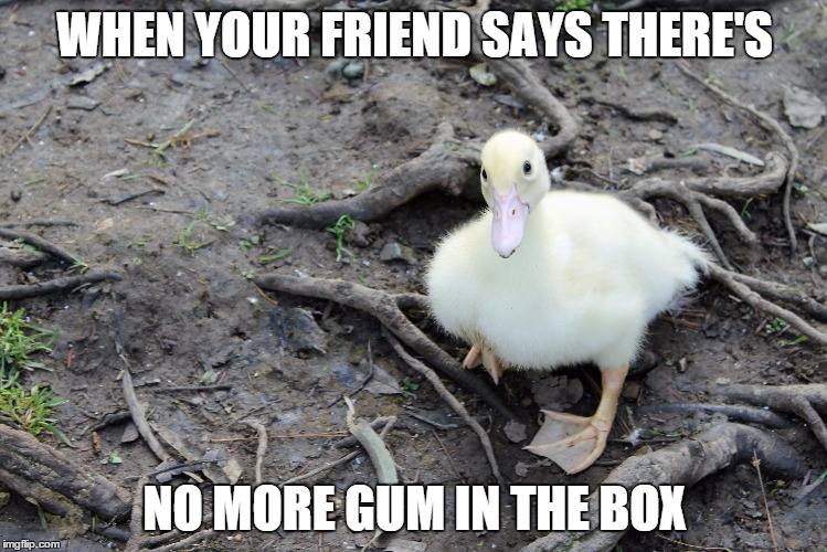 #nomoregum | WHEN YOUR FRIEND SAYS THERE'S NO MORE GUM IN THE BOX | image tagged in bubblegum,friends | made w/ Imgflip meme maker