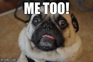 Pug worried | ME TOO! | image tagged in pug worried | made w/ Imgflip meme maker