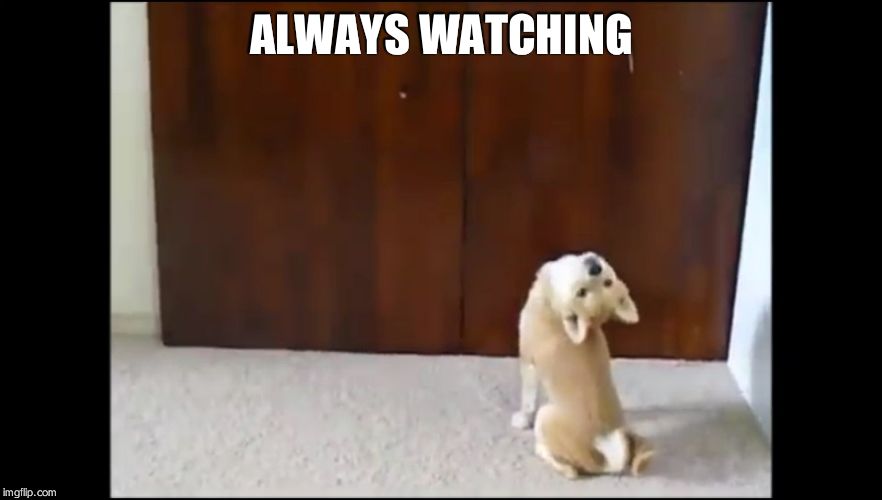 Dog head tilt | ALWAYS WATCHING | image tagged in dog head tilt | made w/ Imgflip meme maker