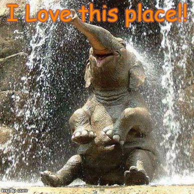 Elephant | I Love this place!! | image tagged in elephant | made w/ Imgflip meme maker