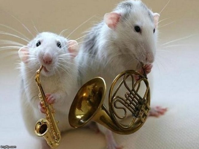 musical animals | . | image tagged in musical animals | made w/ Imgflip meme maker