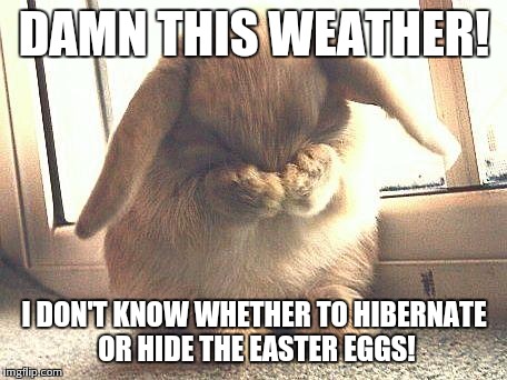 rabbit | DAMN THIS WEATHER! I DON'T KNOW WHETHER TO HIBERNATE OR HIDE THE EASTER EGGS! | image tagged in rabbit | made w/ Imgflip meme maker