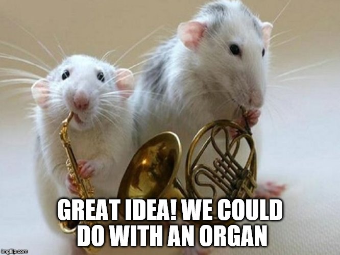musical animals | GREAT IDEA! WE COULD DO WITH AN ORGAN | image tagged in musical animals | made w/ Imgflip meme maker