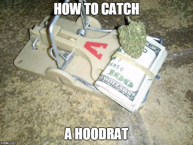 HOW TO CATCH A HOODRAT | image tagged in hoodrat | made w/ Imgflip meme maker