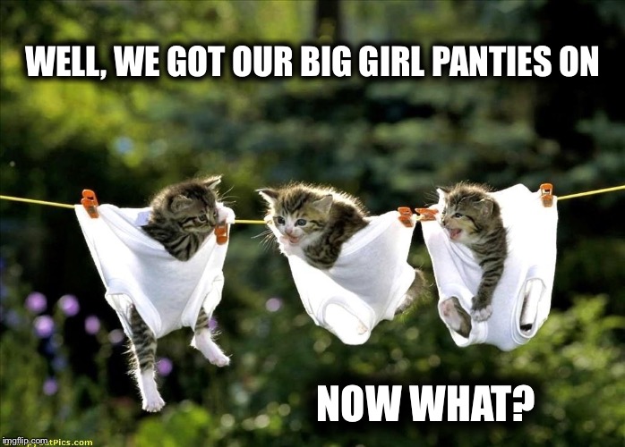 Little kitties in big girl panties  | WELL, WE GOT OUR BIG GIRL PANTIES ON NOW WHAT? | image tagged in big girl panties,kittens | made w/ Imgflip meme maker