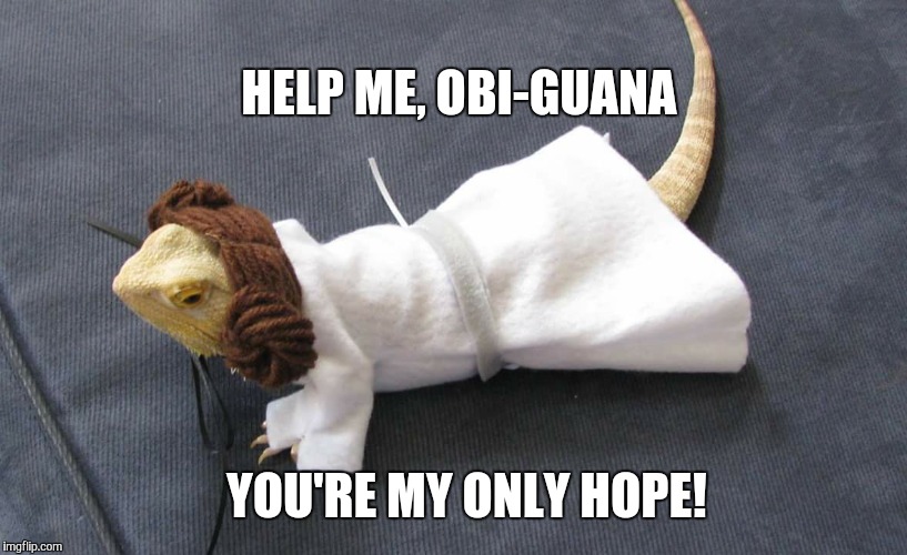 Princess Leiazard | HELP ME, OBI-GUANA YOU'RE MY ONLY HOPE! | image tagged in princess leia,lizard | made w/ Imgflip meme maker