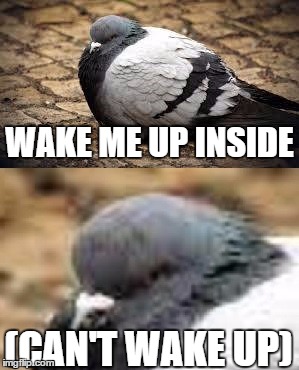 Fat Pidgeon Wake me Up inside | WAKE ME UP INSIDE (CAN'T WAKE UP) | image tagged in fat pigeon,wake me up inside,wake up,fat,meme,pidgeon | made w/ Imgflip meme maker