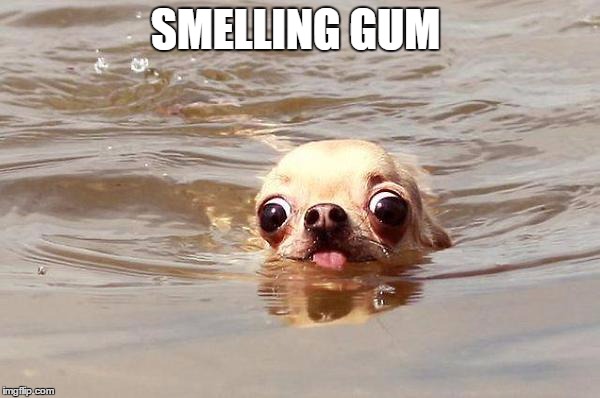 SMELLING GUM | image tagged in bubblegum,dog,dogs,too funny,funny dogs,funny animals | made w/ Imgflip meme maker