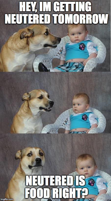 Bad Joke Dog Imgflip