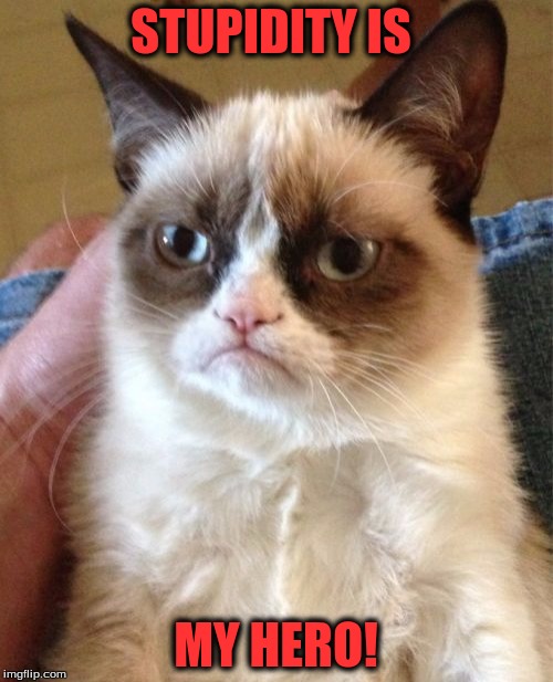 Grumpy Cat | STUPIDITY IS MY HERO! | image tagged in memes,grumpy cat | made w/ Imgflip meme maker