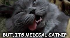 BUT, ITS MEDICAL CATNIP | image tagged in cat | made w/ Imgflip meme maker