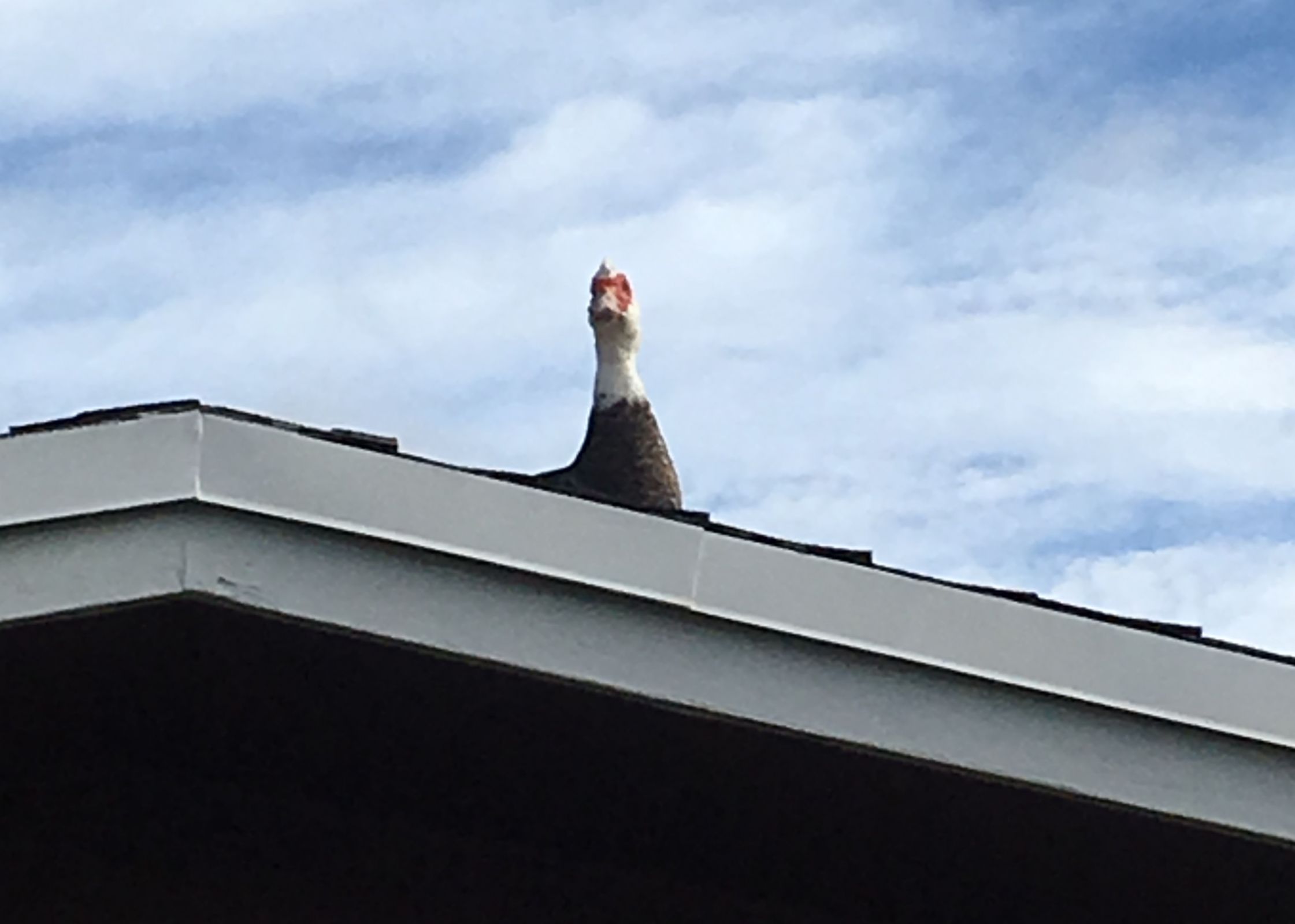 duck on a roof Blank Meme Template