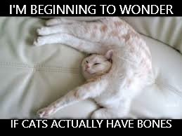 How do they do this carp?!? | I'M BEGINNING TO WONDER IF CATS ACTUALLY HAVE BONES | image tagged in wow,omg,omg cat,bones | made w/ Imgflip meme maker