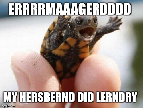 yelling turtle | ERRRRMAAAGERDDDD MY HERSBERND DID LERNDRY | image tagged in yelling turtle | made w/ Imgflip meme maker