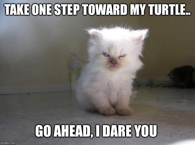 TAKE ONE STEP TOWARD MY TURTLE.. GO AHEAD, I DARE YOU | made w/ Imgflip meme maker