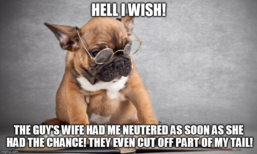 I'm a dog! | HELL I WISH! THE GUY'S WIFE HAD ME NEUTERED AS SOON AS SHE HAD THE CHANCE! THEY EVEN CUT OFF PART OF MY TAIL! | image tagged in i'm a dog | made w/ Imgflip meme maker