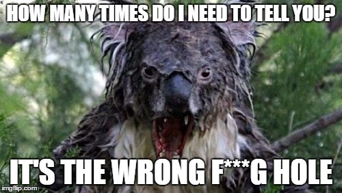 Angry Koala Meme | HOW MANY TIMES DO I NEED TO TELL YOU? IT'S THE WRONG F***G HOLE | image tagged in memes,angry koala | made w/ Imgflip meme maker