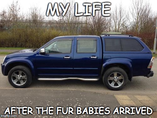 MY LIFE AFTER THE FUR BABIES ARRIVED | image tagged in dogs | made w/ Imgflip meme maker