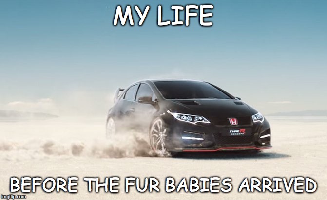 MY LIFE BEFORE THE FUR BABIES ARRIVED | image tagged in dogs | made w/ Imgflip meme maker