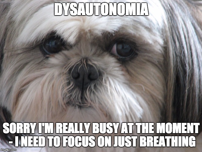 Dysautonomia Dog | DYSAUTONOMIA SORRY I'M REALLY BUSY AT THE MOMENT - I NEED TO FOCUS ON JUST BREATHING | image tagged in dysautonomia dog | made w/ Imgflip meme maker