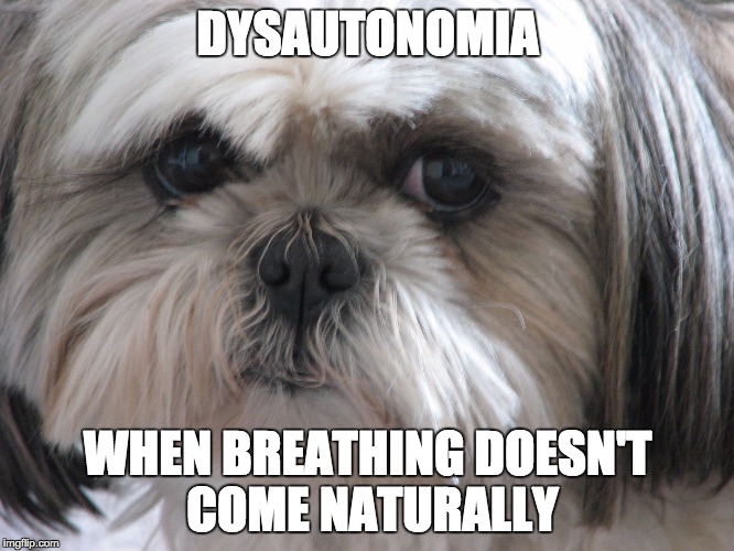 Dysautonomia Dog | DYSAUTONOMIA WHEN BREATHING DOESN'T COME NATURALLY | image tagged in dysautonomia dog | made w/ Imgflip meme maker