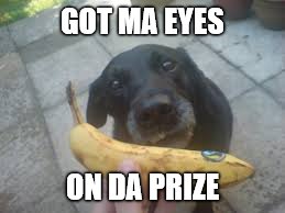 "Oh so hungry" Dog | GOT MA EYES ON DA PRIZE | image tagged in dogs,funny,memes | made w/ Imgflip meme maker