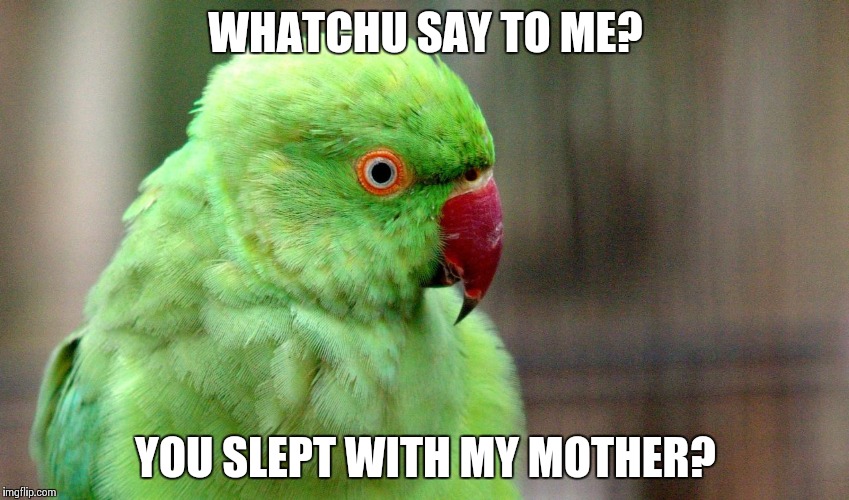 Whatchu Say To Me Bird | WHATCHU SAY TO ME? YOU SLEPT WITH MY MOTHER? | image tagged in whatchu say to me bird | made w/ Imgflip meme maker