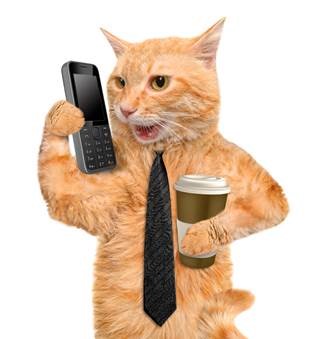 Business Cat Meme Generator - Imgflip