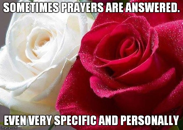 Flower Prayer | SOMETIMES PRAYERS ARE ANSWERED. EVEN VERY SPECIFIC AND PERSONALLY | image tagged in red and white roses,prayers | made w/ Imgflip meme maker