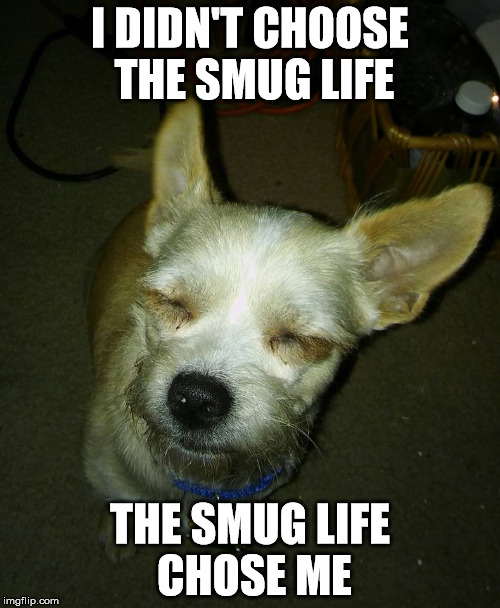 The Smug Life | I DIDN'T CHOOSE THE SMUG LIFE THE SMUG LIFE CHOSE ME | image tagged in smug,chihuahua,funny chihuahua | made w/ Imgflip meme maker