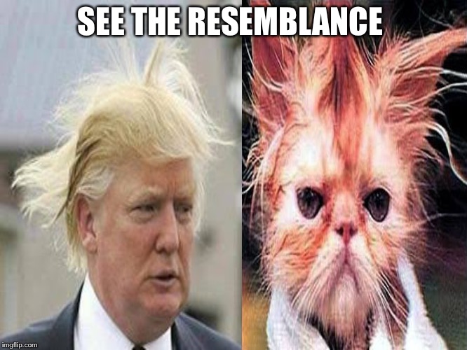 They look so much alike and yet the cat has more of a chance of getting my vote!!! | SEE THE RESEMBLANCE | image tagged in donald trump,cats,bad hair day | made w/ Imgflip meme maker