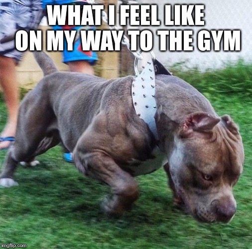 WHAT I FEEL LIKE ON MY WAY TO THE GYM | image tagged in gymlife | made w/ Imgflip meme maker