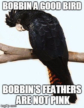 Bobbin | BOBBIN A GOOD BIRD BOBBIN'S FEATHERS ARE NOT PINK | image tagged in bobbin | made w/ Imgflip meme maker