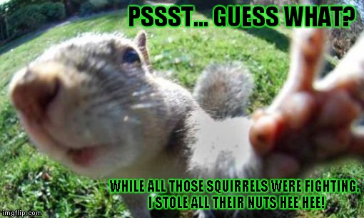 Sneaky Squirrel | PSSST... GUESS WHAT? WHILE ALL THOSE SQUIRRELS WERE FIGHTING. I STOLE ALL THEIR NUTS HEE HEE! | image tagged in squirrel,royal rumble,nuts,funny | made w/ Imgflip meme maker