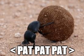 dung beetle | < PAT PAT PAT > | image tagged in dung beetle | made w/ Imgflip meme maker