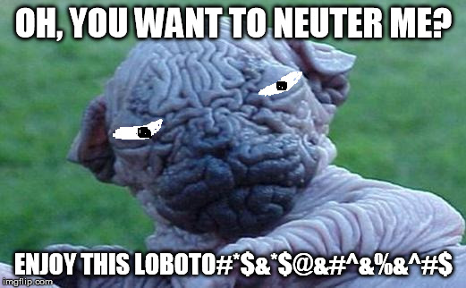 "Brain Dog" | OH, YOU WANT TO NEUTER ME? ENJOY THIS LOBOTO#*$&*$@&#^&%&^#$ | image tagged in brain dog | made w/ Imgflip meme maker