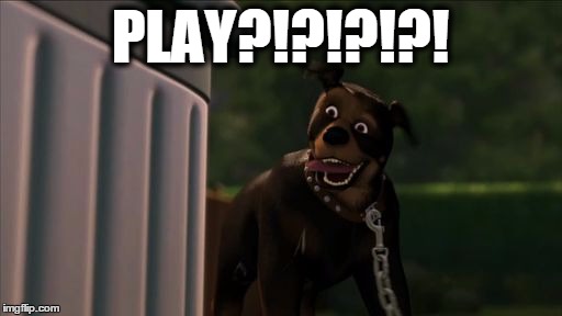 rottie play | PLAY?!?!?!?! | image tagged in rottie play | made w/ Imgflip meme maker