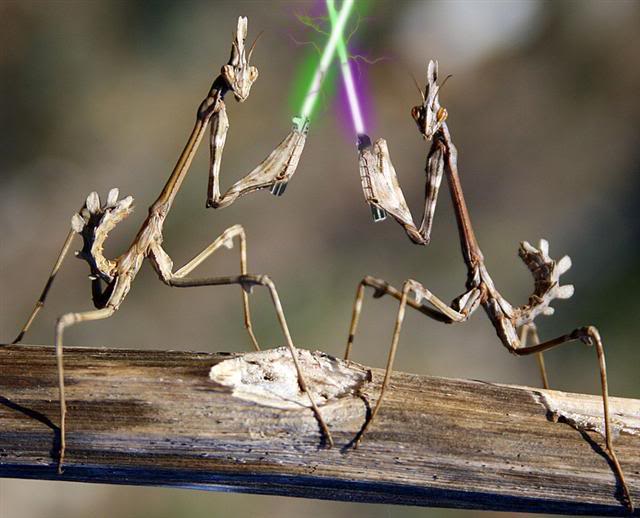 Mantis With Lightsabers Blank Meme Template
