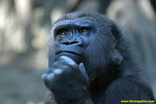 High Quality Thought Gorilla Blank Meme Template