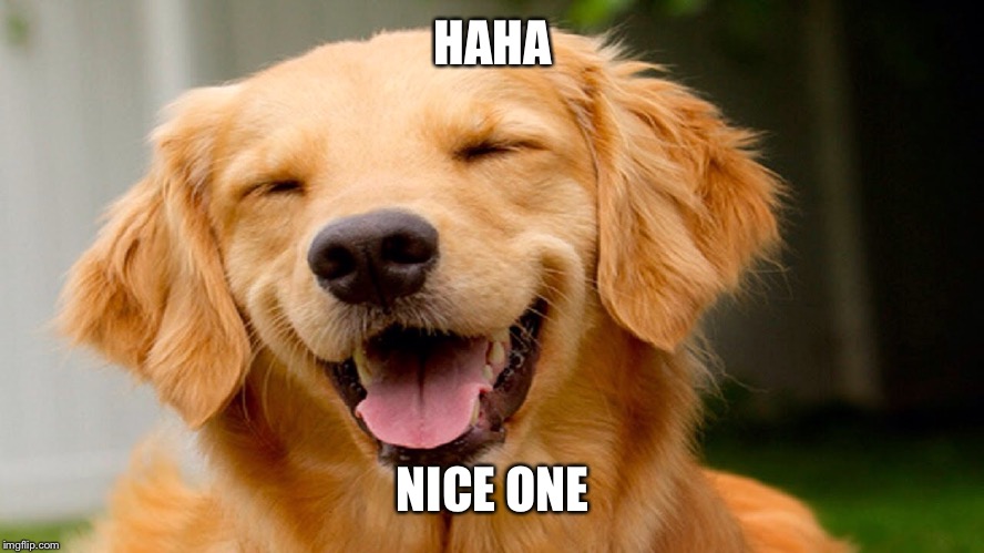 Laughing Dog | HAHA NICE ONE | image tagged in laughing dog | made w/ Imgflip meme maker