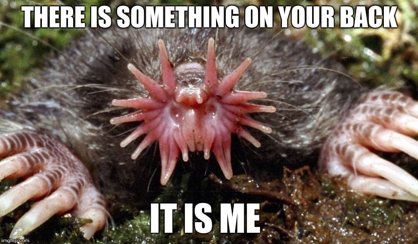 THERE IS SOMETHING ON YOUR BACK IT IS ME | image tagged in star-nosed mole | made w/ Imgflip meme maker