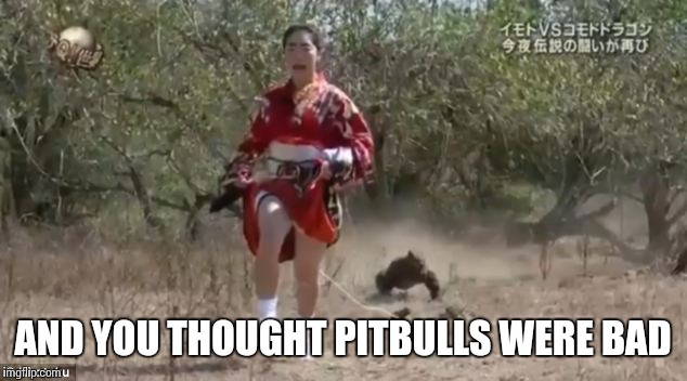 Komodo Chasing  | AND YOU THOUGHT PITBULLS WERE BAD | image tagged in komodo chasing | made w/ Imgflip meme maker