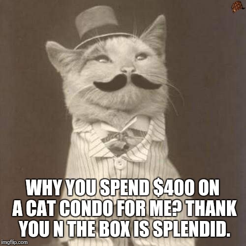 Old Times Cat | WHY YOU SPEND $400 ON A CAT CONDO FOR ME? THANK YOU N THE BOX IS SPLENDID. | image tagged in old times cat,scumbag | made w/ Imgflip meme maker