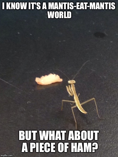 I KNOW IT'S A MANTIS-EAT-MANTIS WORLD BUT WHAT ABOUT A PIECE OF HAM? | image tagged in mantis,tough | made w/ Imgflip meme maker