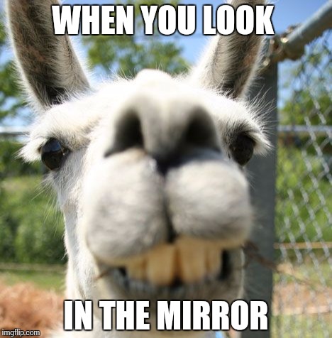 When you look in the mirror | WHEN YOU LOOK IN THE MIRROR | image tagged in true,llama | made w/ Imgflip meme maker