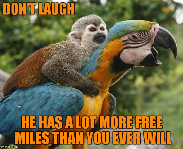 Fly Macaw Airlines | DON'T LAUGH HE HAS A LOT MORE FREE MILES THAN YOU EVER WILL | image tagged in monkey,flying | made w/ Imgflip meme maker