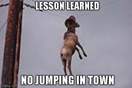 Life always has ways of teaching you about your mistakes. | LESSON LEARNED NO JUMPING IN TOWN | image tagged in line goat,animals,funny,funny animals,goat | made w/ Imgflip meme maker