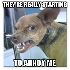 THEY'RE REALLY STARTING TO ANNOY ME | made w/ Imgflip meme maker